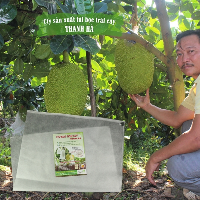 Bao bọc bảo vệ trái mít từ lúc nhỏ đến khi thu hoạch giúp trái có chất lượng tốt hơn