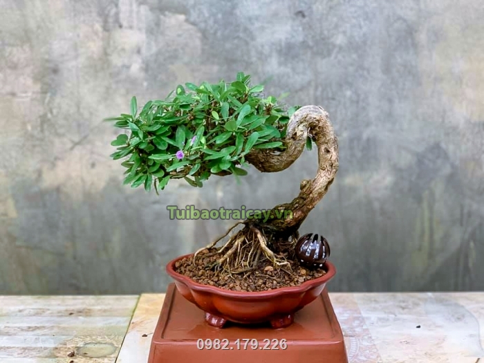 Đất akadama được sử dụng trong trồng cây cảnh, bonsai