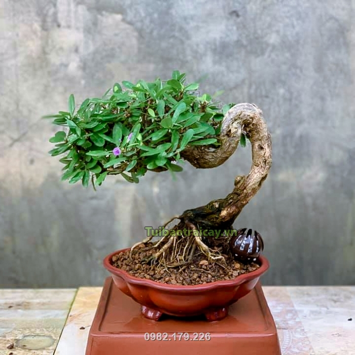 Đất akadama chuyên dùng để trồng bonsai cây cảnh