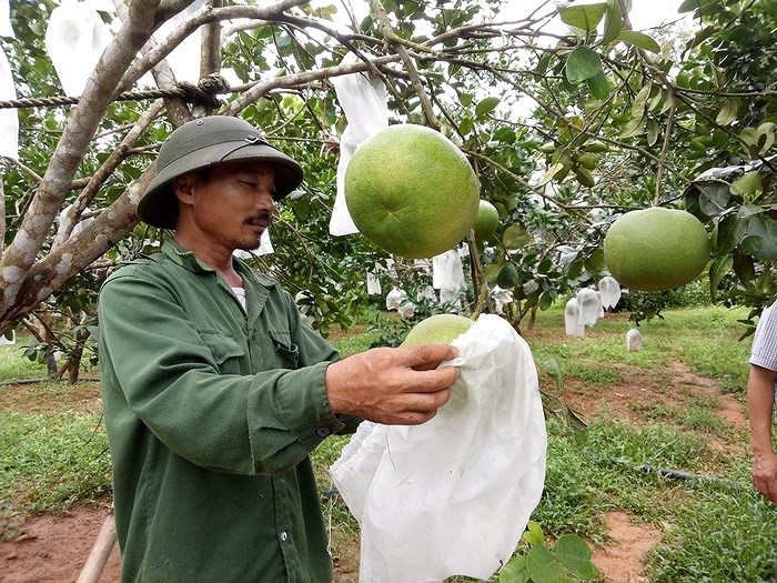 Bao trái cây Thanh Hà hiệu quả được nhiều nhà vườn lựa chọn