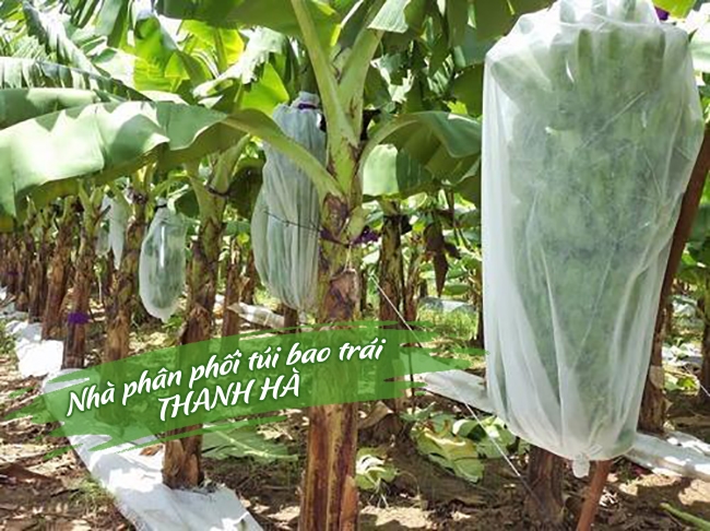 Vườn chuối tại Kim Động Hưng Yên sử dụng túi bao buồng chuối Thanh Hà