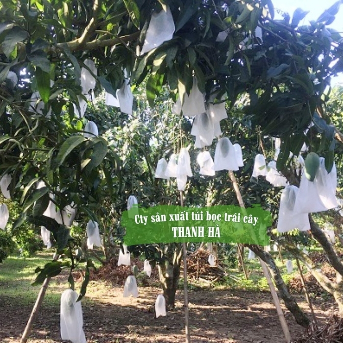 Túi dùng để bao bọc xoài hiệu quả khỏi các yếu tố gây hại như côn trùng, thời tiết cực đoan