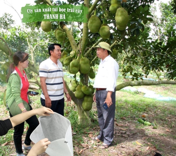 Nhà vườn nên sử dụng túi vải bao mít bao trái khi còn nhỏ càng sớm càng tốt